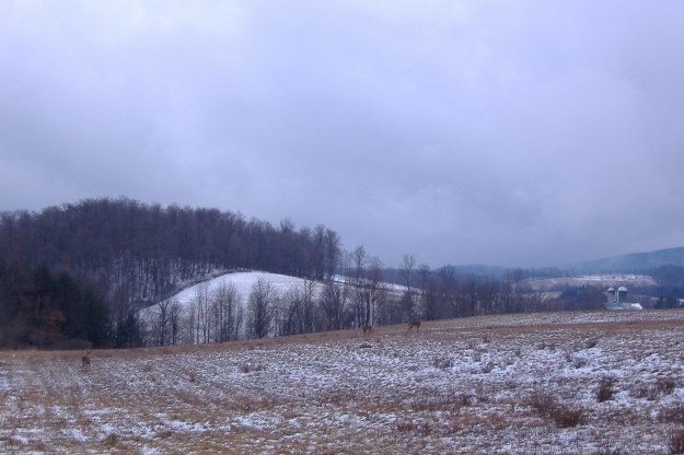 Whitetail Deer, Rosenburg